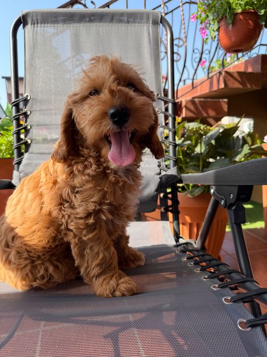 Cockapoo samczyk F1