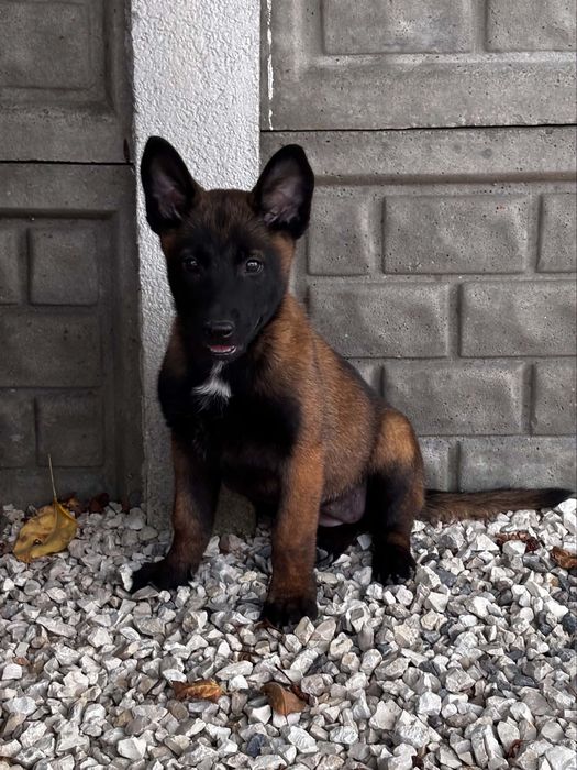 Owczarek belgijski malinois suczka