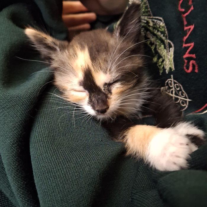 Котята трехцветные