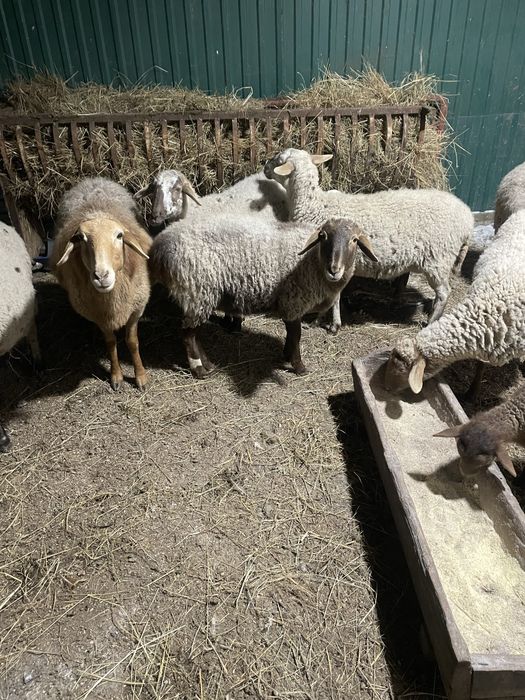 Вівці кітні є курдючні. Чотири вівці з малими