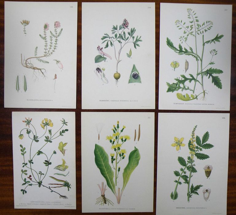 Stare ryciny botaniczne - litografie