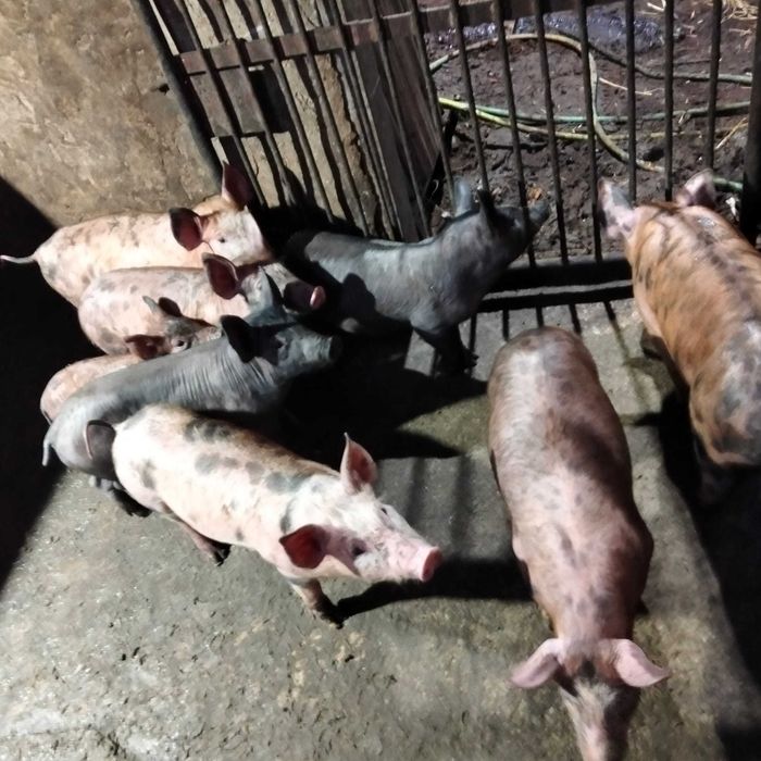 Leitões pietran x duroc