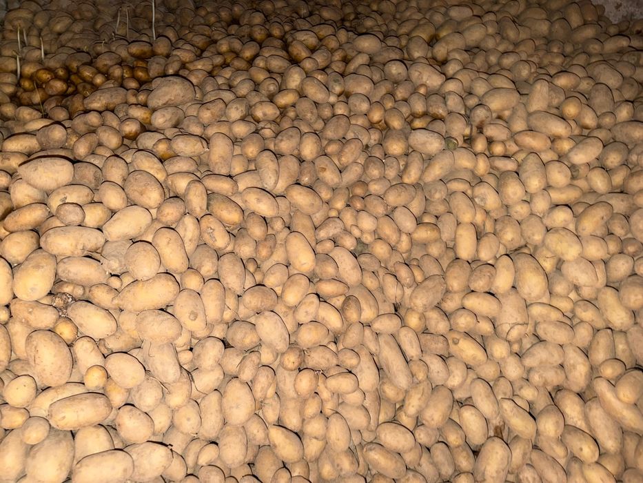 Ziemniaki jadalne królowa Anna