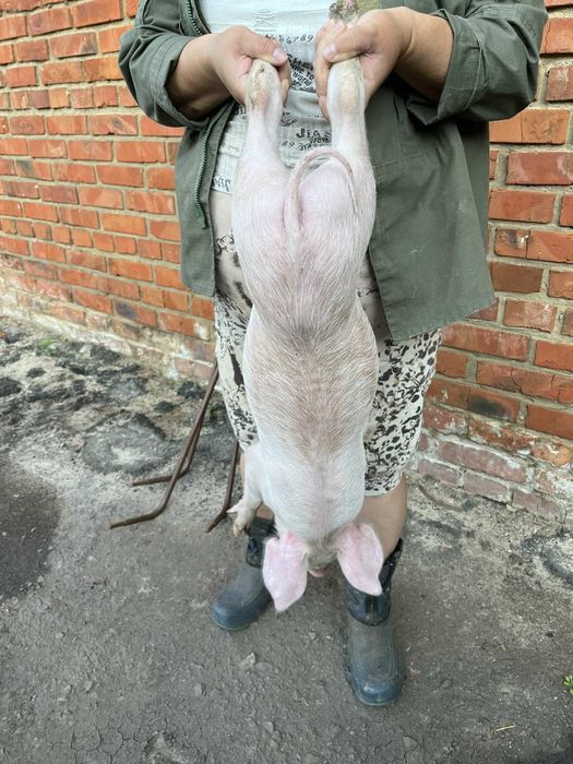 Продаются поросята