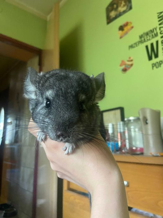 Szynszyl szynszyla standard samiec