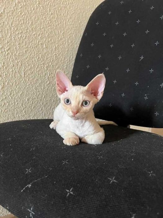 Devon Rex