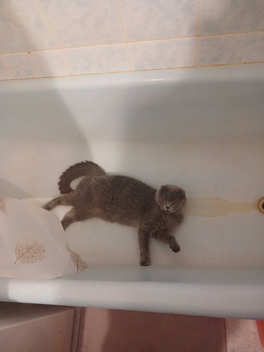 Пропала кошка веслоухая