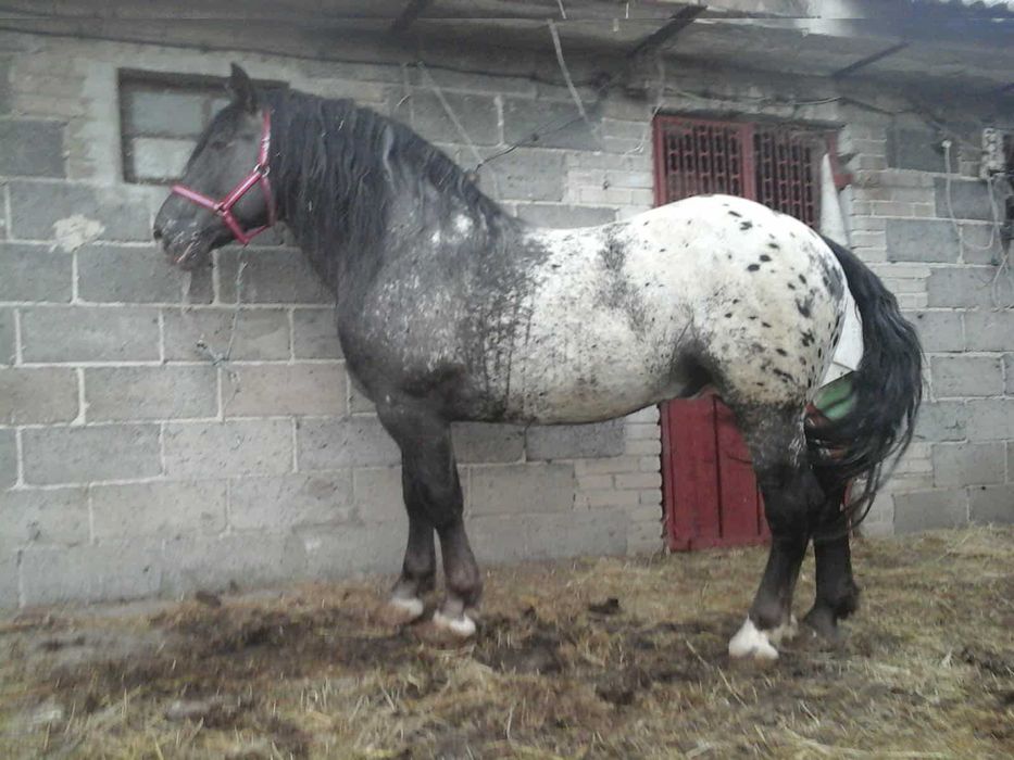 Tarant ogier bardzo spokojny