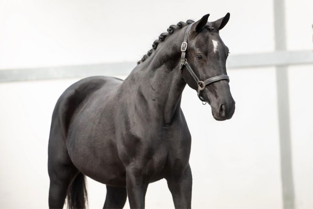 3,5 letnia klacz KWPN PO KJENTO - Mistrzu Swiata