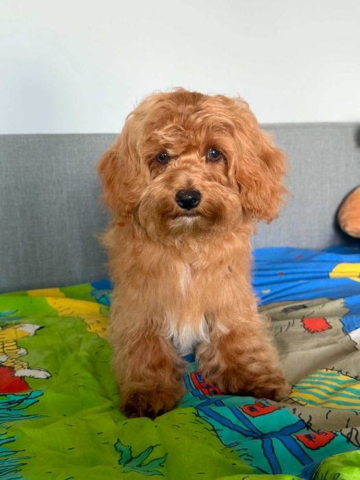 Maltipoo F1b -gotowe do nowego domku