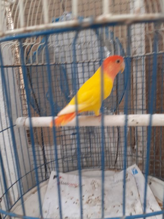 Agapornis para acabar de criar à mão