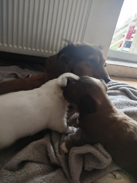 Pieski szukają dobrego domu