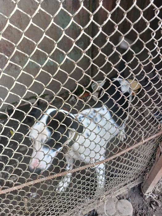 Продам песика за хорошою ціною