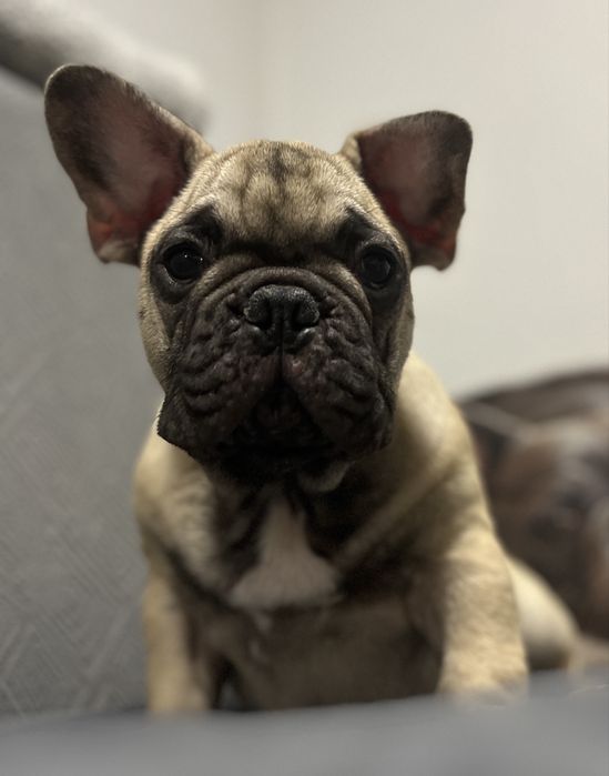 Buldog Francuski - piesek ZKwP/FCI