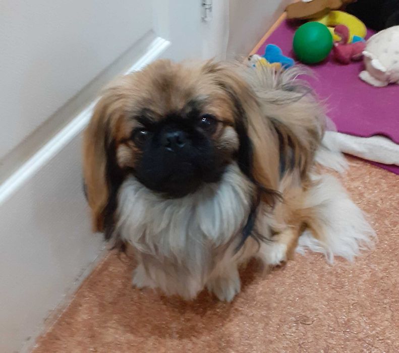 Пекинесик ждет девочку на вязку