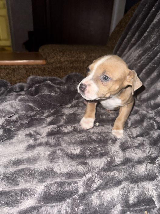 Чистокровные щенки Стаффы