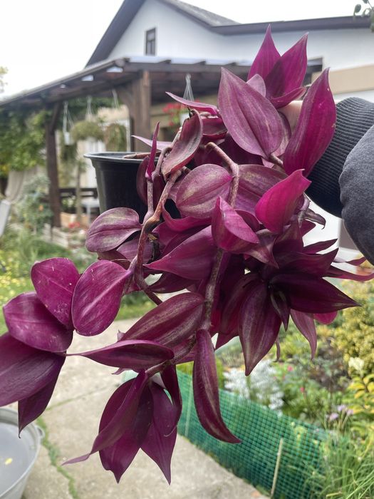 Зебріна традесканція в кашпо для тераси