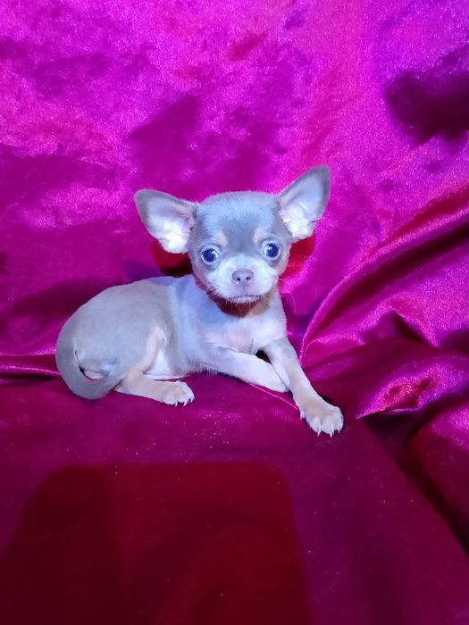 Мини радость в  вашу семью