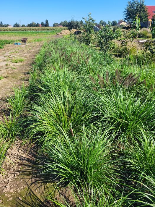 Trawa ozdobna Rozplenica Japońska