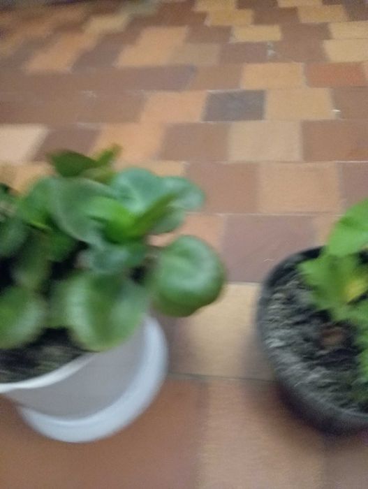 Цветы комнатные  недорого