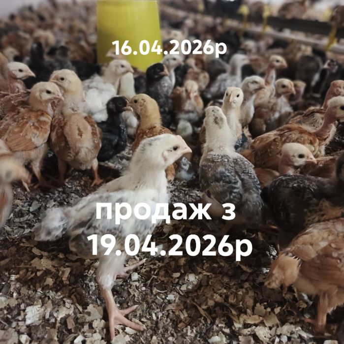 Підрощені курчата