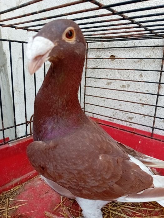 Gołębie Rzeszowskie samce