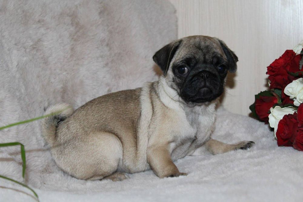 Бомбезні мопсюлі