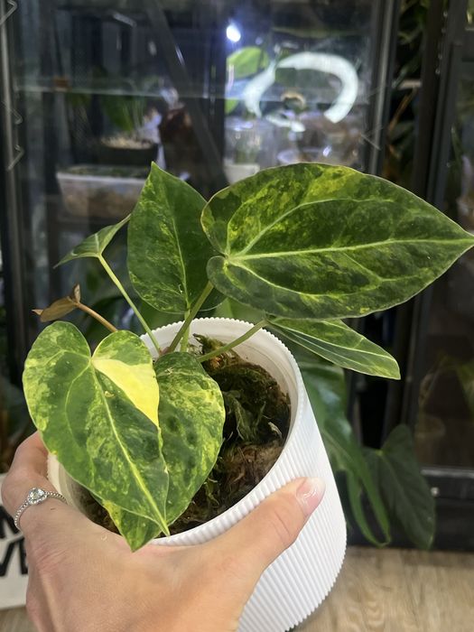 Anthurium Papillilaminum variegata