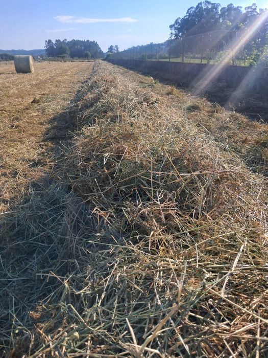 Rolos de azevem de 2025