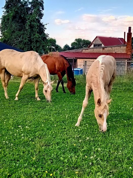 Wałach AQH 14.04.2018r