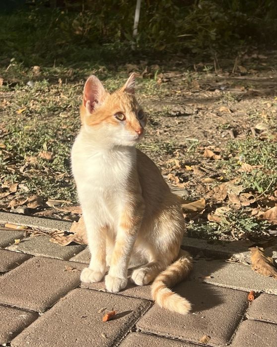Котики 3 місяці (2 дівчинки та хлопчик)