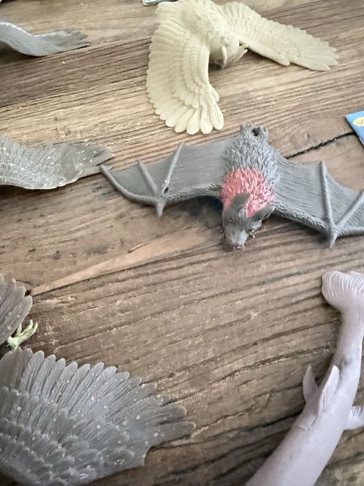 15 animais da Falcons, Bats, Sharks & Co