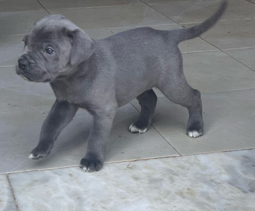 Cane Corso  – Forte, Lindo  Ideal para Família e Guarda
