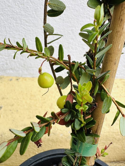 Arbusto ARANDOS SUPER FRUTO