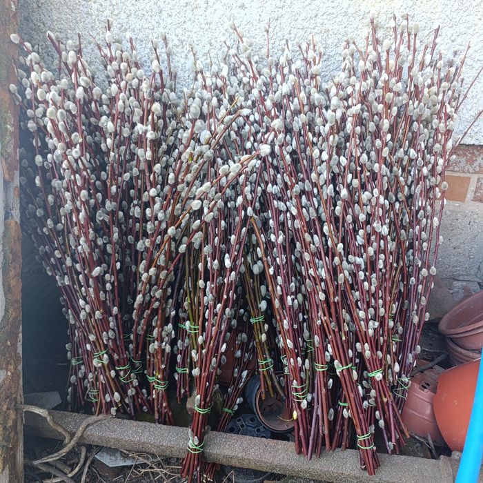 Palma wielkanocna, bazie kotki