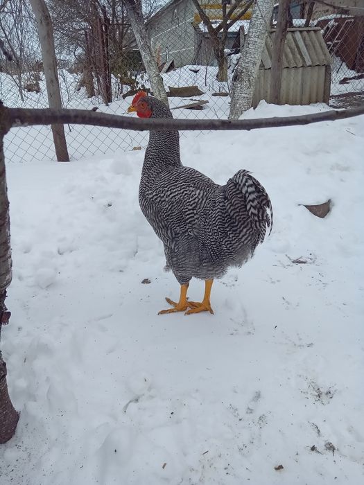 Продам молодого півня породи Амрокс.