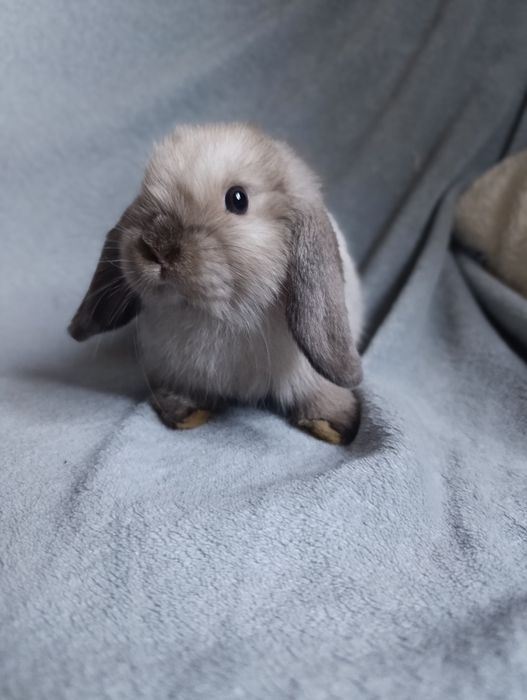 Króliki mini lop - samiczka seal point rezerwacja