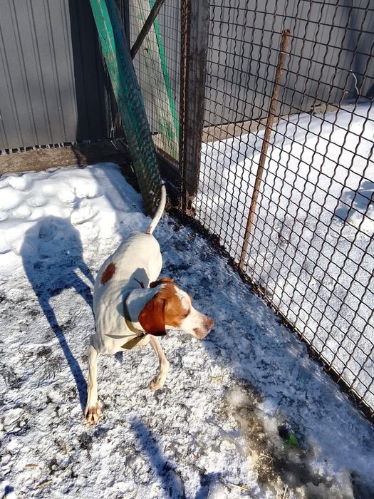 Англійський пойнтер Віддам в добрі руки дві дівчинки