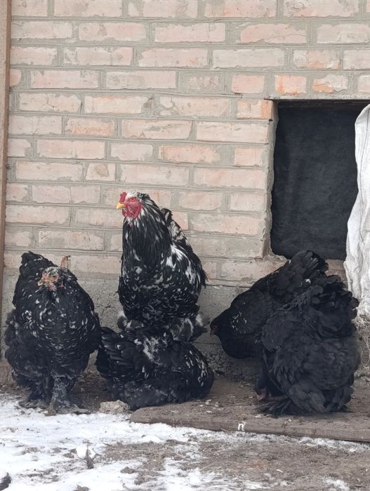 Інкубаційні яйця курей брама мрамор