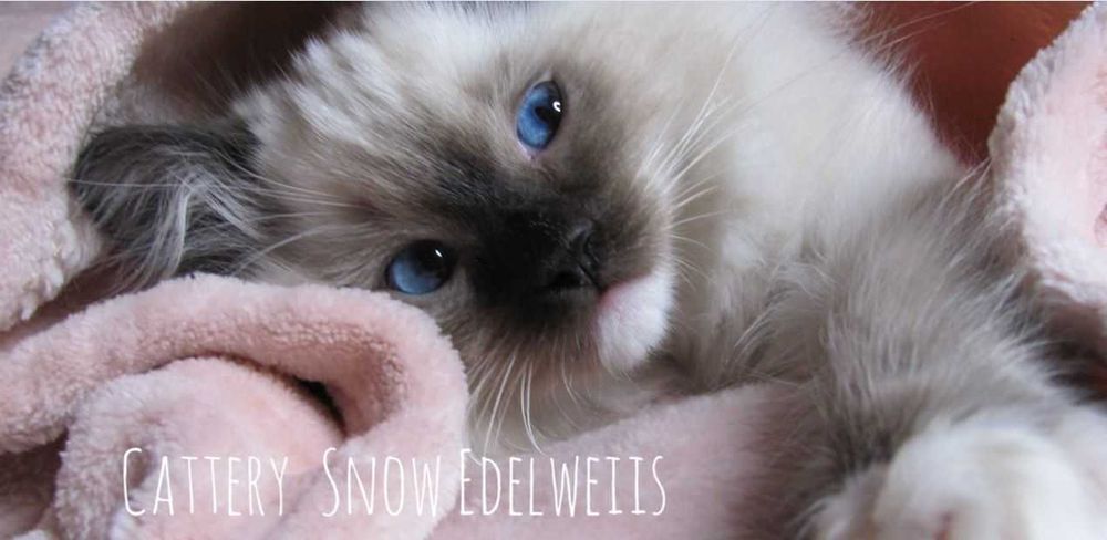 #Котёнок породы РЭГДОЛЛ/RAGDOLL. Документы WCF