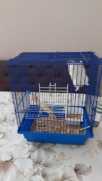 Джунгарський хом'як з кліткою