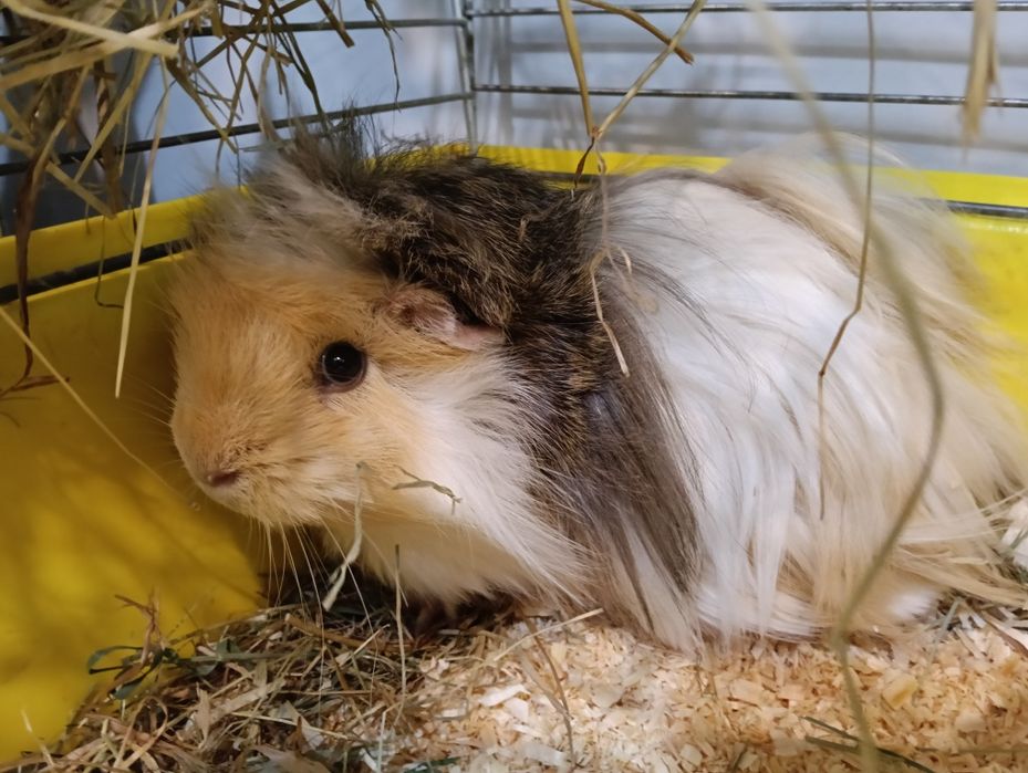 Piękne Świnki Morskie Samiczki i samiec