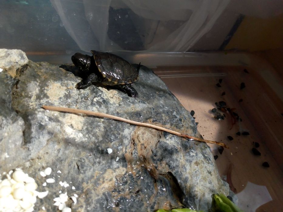 Камень для террариума, аквариума