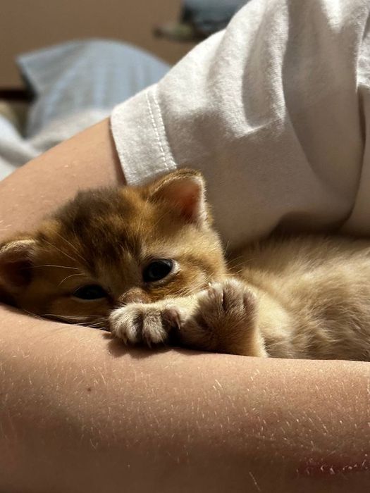 Шикарний золотий