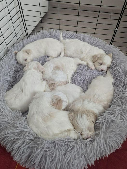 Мальтійська болонка - цуценята з документами | ІФ
область