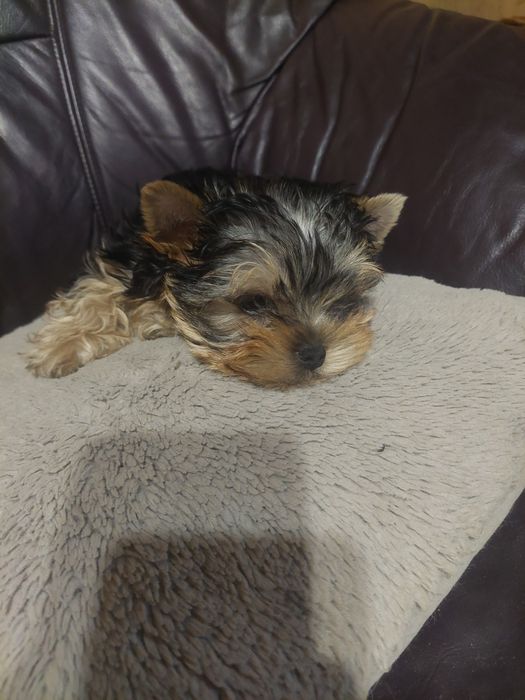 Yorkshire terrier