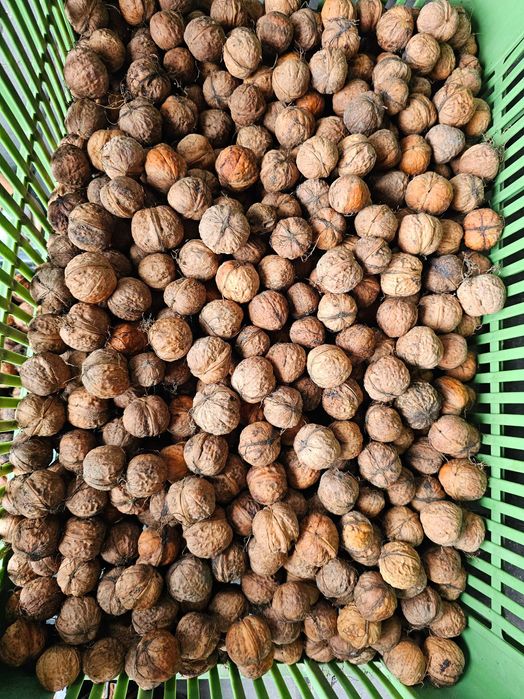 Orzech wloski miekka skórka