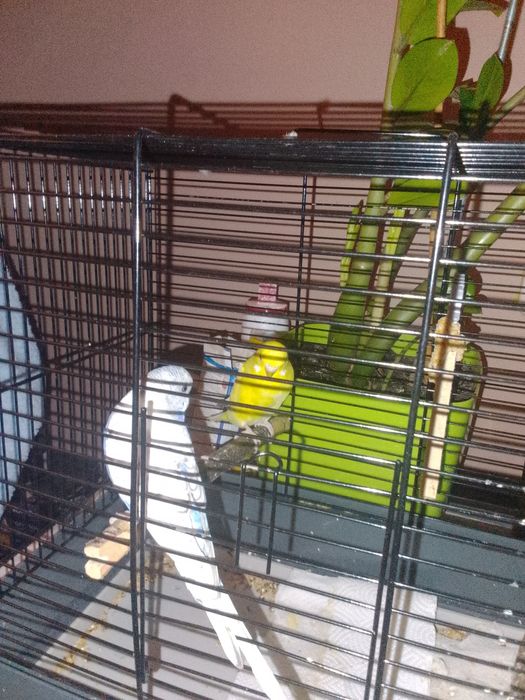 Sprzedam paprzki faliste