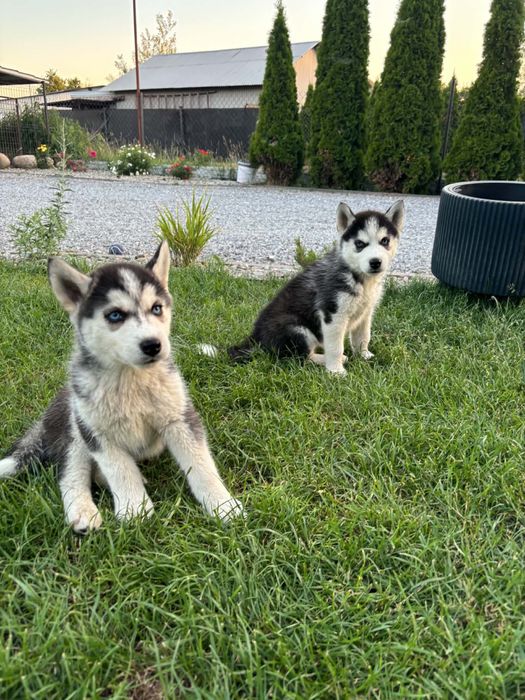 Husky syberyjski
