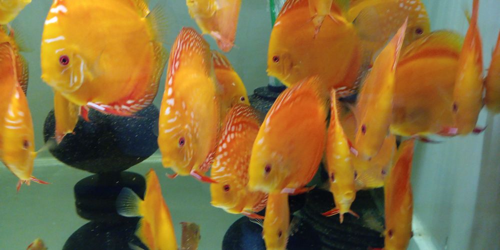 GB DYSKOWCE - PALETKI solid i pigeon red 10-12cm